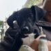 Homem é detido após abandonar filhote de cachorro no Parque Centenário