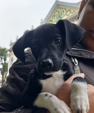 Homem é detido após abandonar filhote de cachorro no Parque Centenário