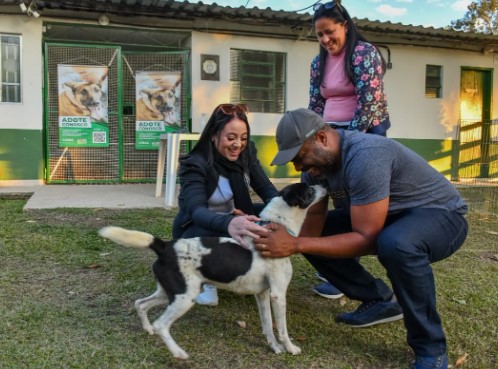 Cachorro encontrado em Porto Real percorreu 210 km de distância