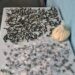 PM apreende 1kg de cocaína no Coqueiros