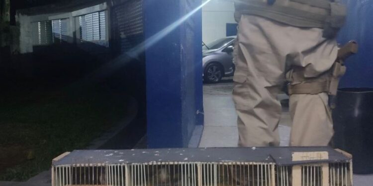 Homem é preso novamente contrabandeando aves silvestres