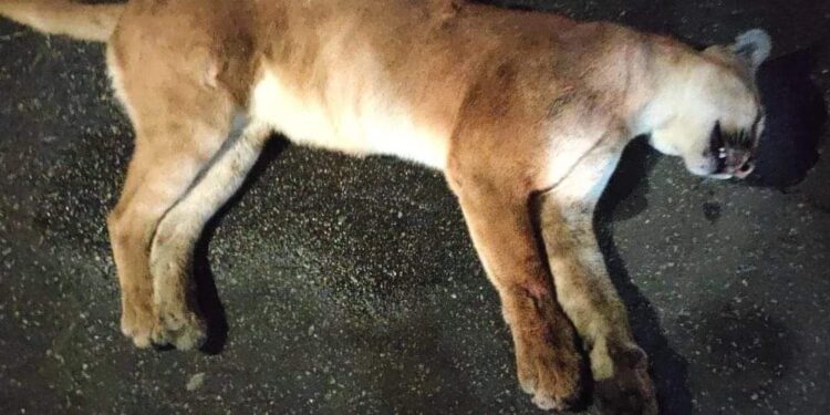 Onça-parda morre atropelada em Paracambi