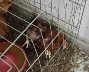 Guarda Ambiental de Barra Mansa flagra quase 100 animais em situação de maus-tratos