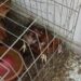 Guarda Ambiental de Barra Mansa flagra quase 100 animais em situação de maus-tratos