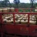 Foto: Marcelo Casal Jr