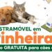 Pinheiral abre cadastramento para castração gratuita de cães e gatos