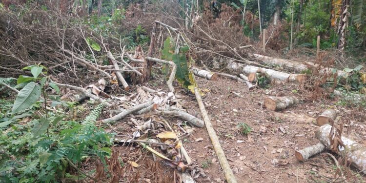 Polícia identifica crime ambiental em Paraty com auxílio do Disque Denúncia
