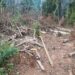 Polícia identifica crime ambiental em Paraty com auxílio do Disque Denúncia
