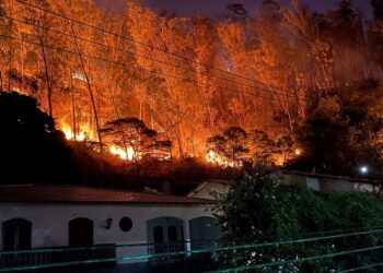 Eucalipto bloqueia rua após queimada devastar área verde em Barra Mansa