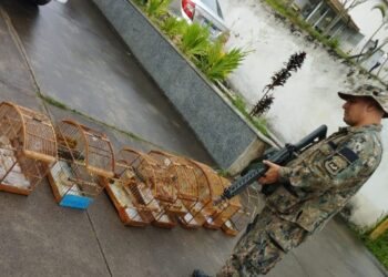 Polícia Ambiental apreende pássaros silvestres em cativeiro em Pinheiral