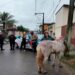 Polícia detém dono de égua encontrada em situação de maus-tratos em Angra