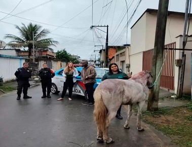 Polícia detém dono de égua encontrada em situação de maus-tratos em Angra