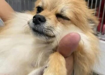 Ministério interdita fábrica de petiscos após morte de cachorros