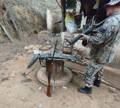 Polícia ambiental apreende espingarda 28 e pássaros silvestres em Santa Izabel