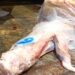 Clandestino: açougue em BM revendia carne de boi morto no pasto
