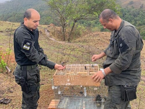 Pássaros apreendidos pela PRF em situação de maus-tratos são soltos em Barra Mansa