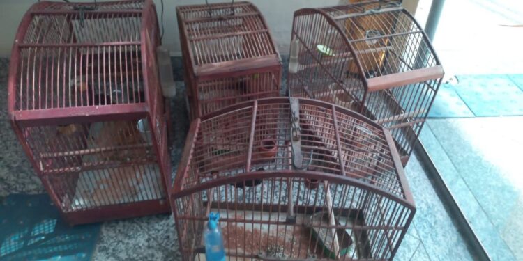 Disque Denúncia auxilia no resgate de pássaros em Paulo de Frontin
