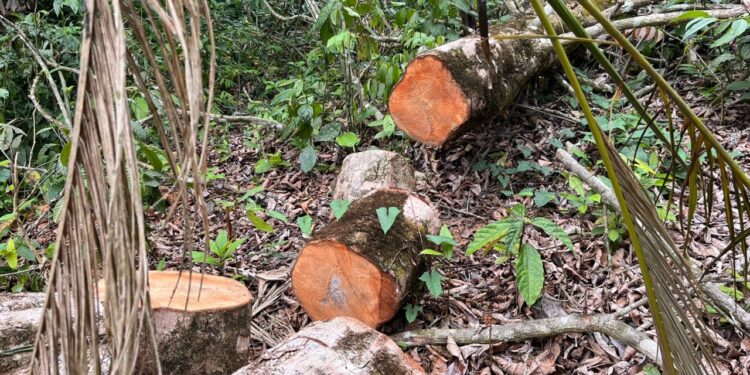 Polícia Ambiental identifica desmatamento em área de preservação em Paraty