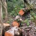 Polícia Ambiental identifica desmatamento em área de preservação em Paraty