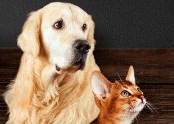 Prefeitura de Angra inicia campanha antirrábica para cães e gatos