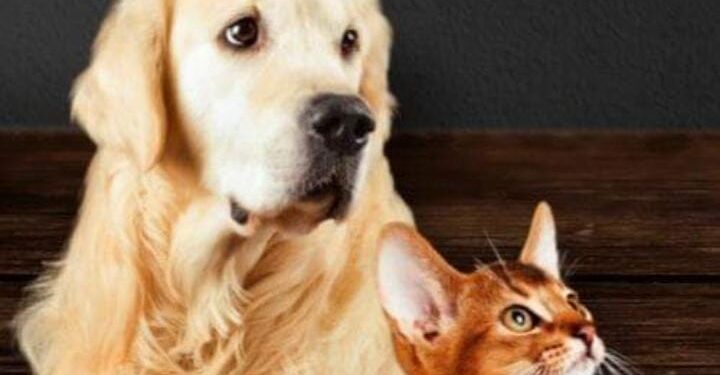 Prefeitura de Angra inicia campanha antirrábica para cães e gatos