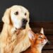 Prefeitura de Angra inicia campanha antirrábica para cães e gatos