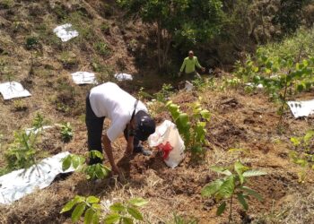 Comitê Guandu-RJ já recuperou 5 mil hectares de Mata Atlântica