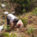 Comitê Guandu-RJ já recuperou 5 mil hectares de Mata Atlântica