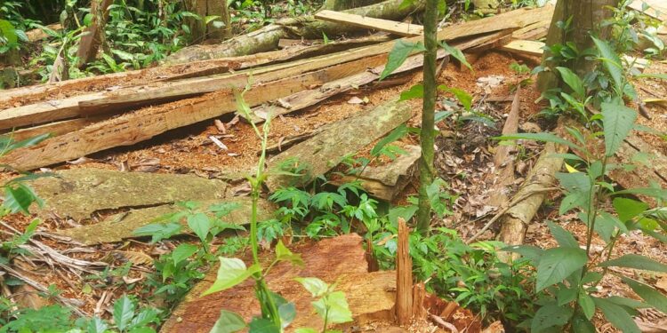 Polícia Militar identifica desmatamento ilegal em Paraty