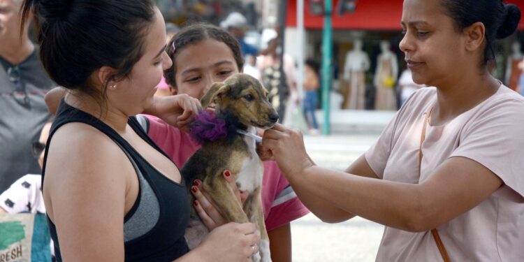 BM: 50 cães e gatos foram adotados através de feiras em três meses