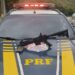 PRF apreende fuzil 556 dentro de ônibus, em Piraí; vídeo