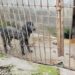 PM Ambiental flagra 4 cães em condições de maus tratos em empresa de Porto Real; vídeo