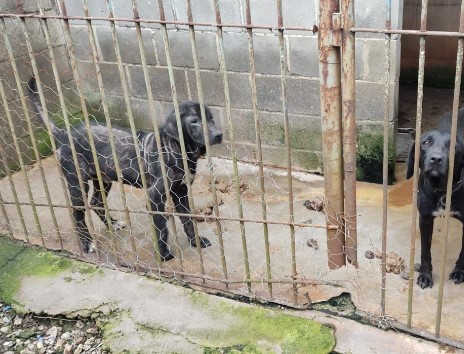 PM Ambiental flagra 4 cães em condições de maus tratos em empresa de Porto Real; vídeo