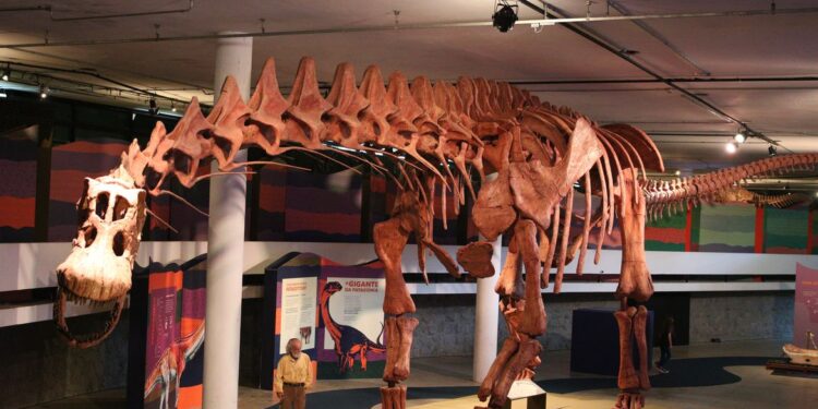 SP: exposição mostra réplica do maior dinossauro do mundo