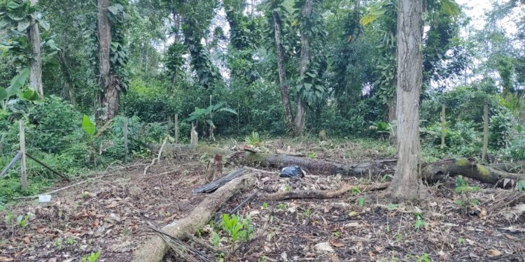 Polícia identifica desmatamento e loteamento irregular em Angra dos Reis