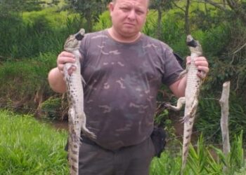 Guarda Ambiental de Barra Mansa apreende três jacarés no Cafarnaum