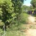Corpos são encontrados em área de mata no bairro Vila Ursulino