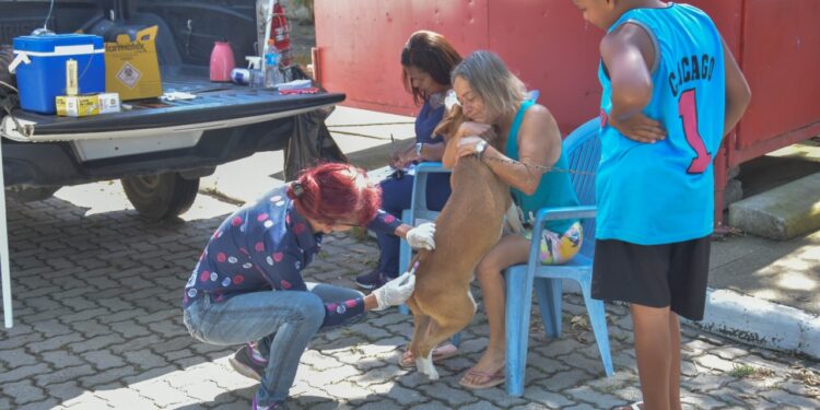Porto Real vacina 174 animais em último dia de campanha antirrábica