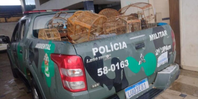 Polícia a resgatar 58 pássaros silvestres em Valença