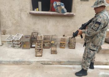 2ª UPAm apreende pássaros mantidos em cativeiro em Barra do Piraí 