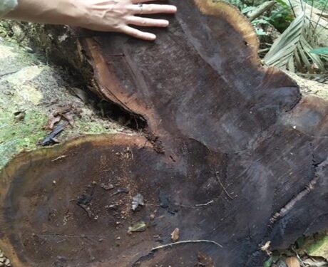 Polícia Ambiental encontra árvores de grande porte cortadas em Paraty