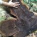 Polícia Ambiental encontra árvores de grande porte cortadas em Paraty