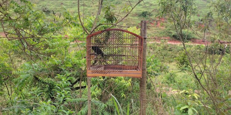 Pássaros silvestres são resgatados em Rio das Flores