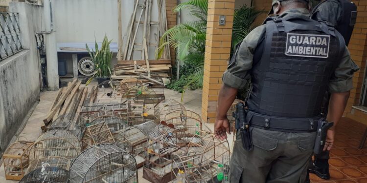 Mais de 200 animais silvestres foram resgatados e devolvidos à natureza em Barra Mansa este ano