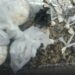 Polícia Militar apreende 572 sacolés de cocaína em Mangaratiba