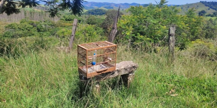Polícia Ambiental resgata pássaros silvestres após denúncia de caça em Vassouras