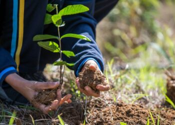 Mais de 10 mil mudas nativas da Mata Atlântica foram doadas em 2022 em Barra Mansa