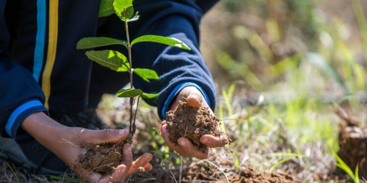 Mais de 10 mil mudas nativas da Mata Atlântica foram doadas em 2022 em Barra Mansa