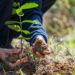 Mais de 10 mil mudas nativas da Mata Atlântica foram doadas em 2022 em Barra Mansa
