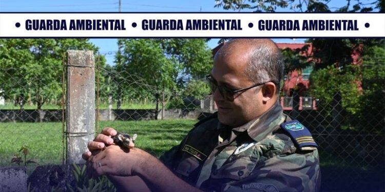 Filhote de gambá é resgatado em Porto Real